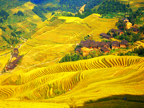 Dragon's backbone Rice Terrace rice terrace